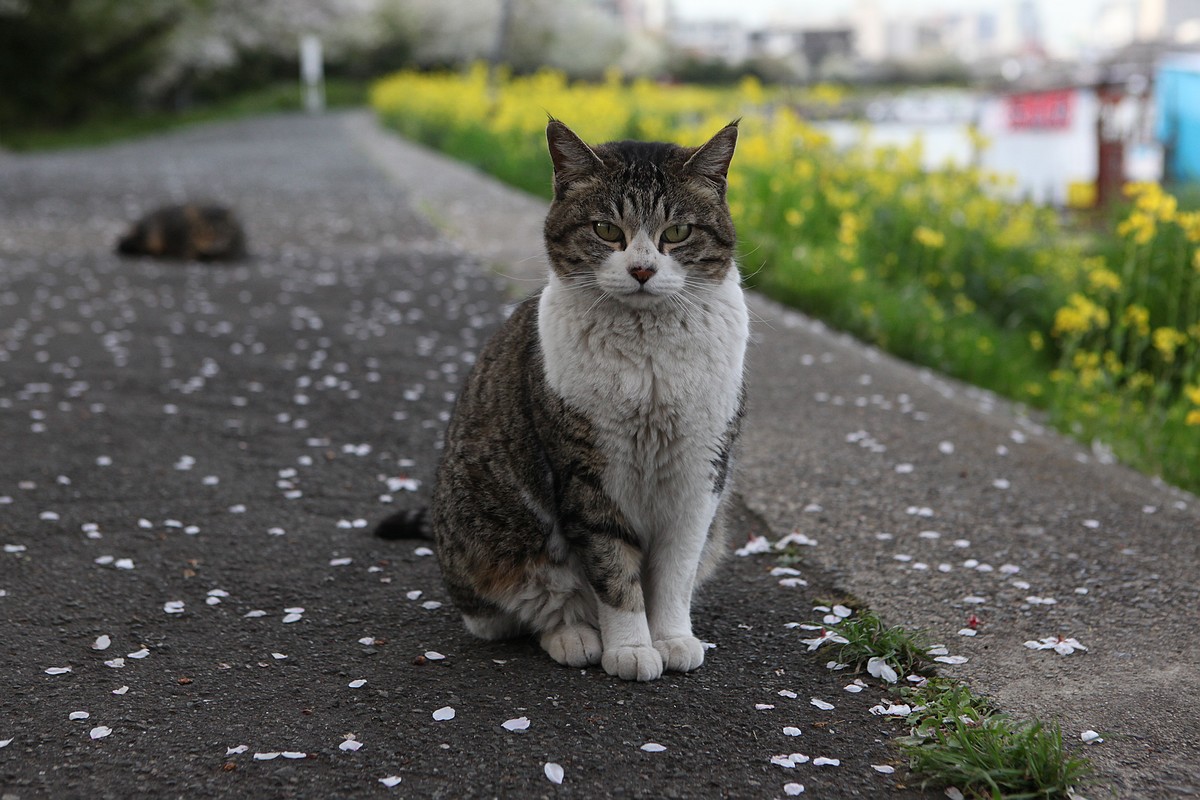 2010-04-09 848-cat under sakura tree.jpg