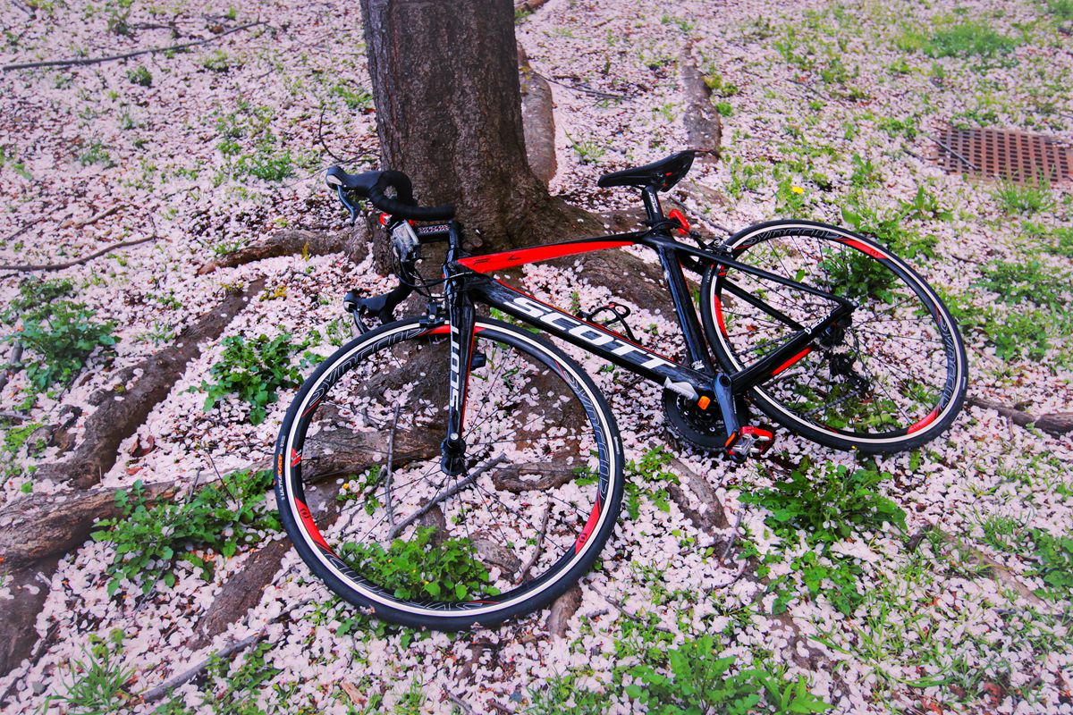 20140404-sakura-bike-IMG_6174.jpg