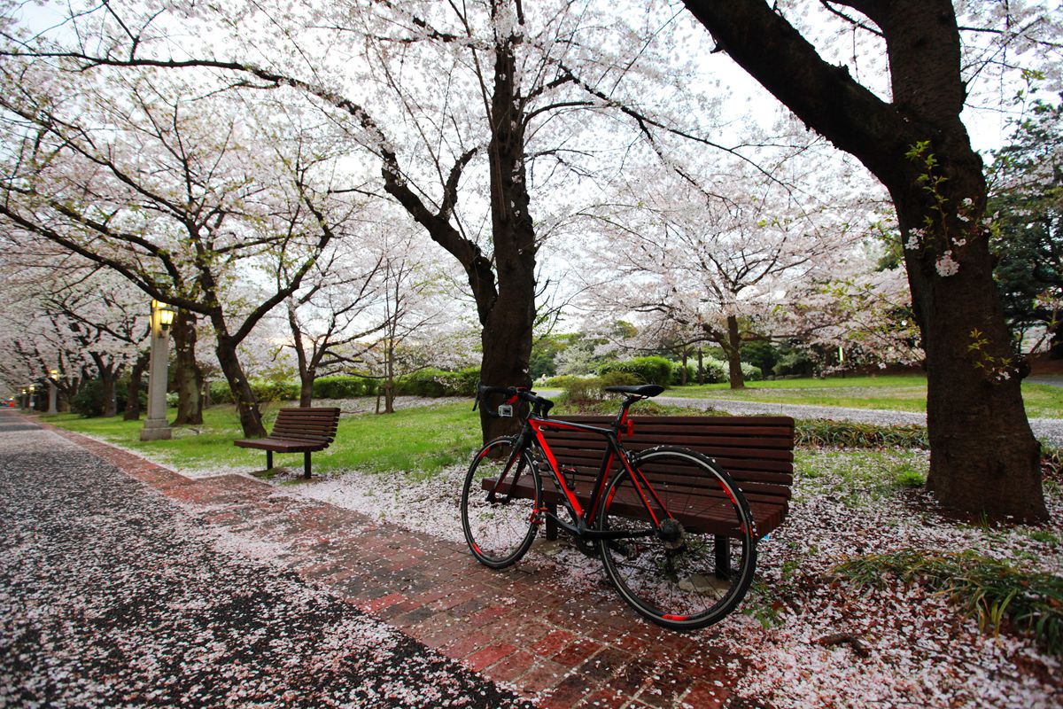 20140404-sakura-bike-IMG_6210.jpg