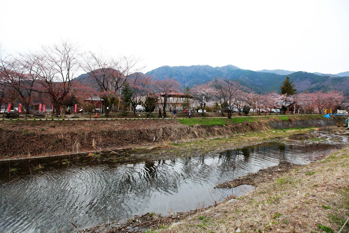 2014-04-13-kawakuchi-lakeside-sakura-IMG_6641.jpg