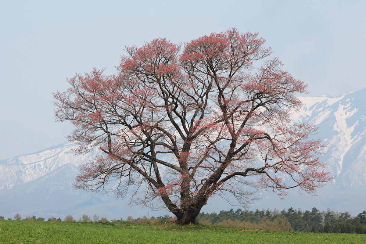 2014-04-27-koiwai-farm-sakura-tree-IMG_7227.jpg