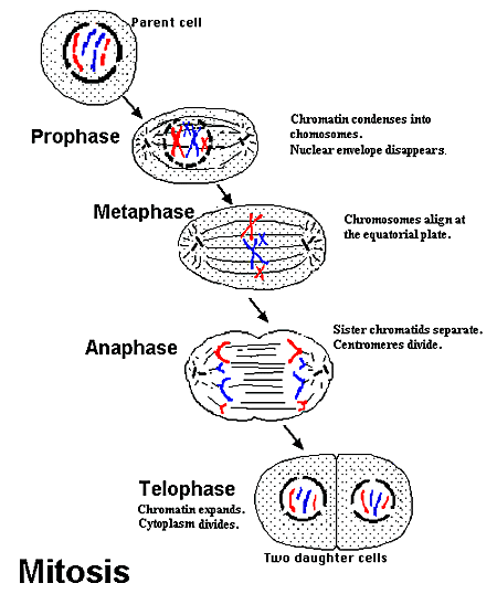 mitosis1.gif