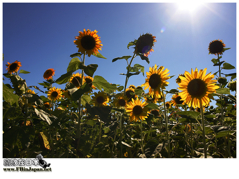 2007-08-13-sunflower-01-bbs.jpg