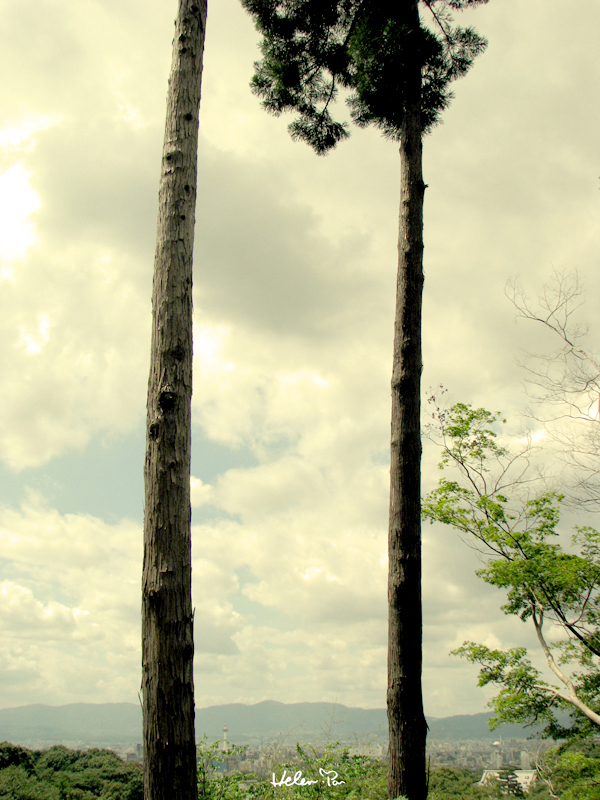 BIWA LAKE-25tree.jpg