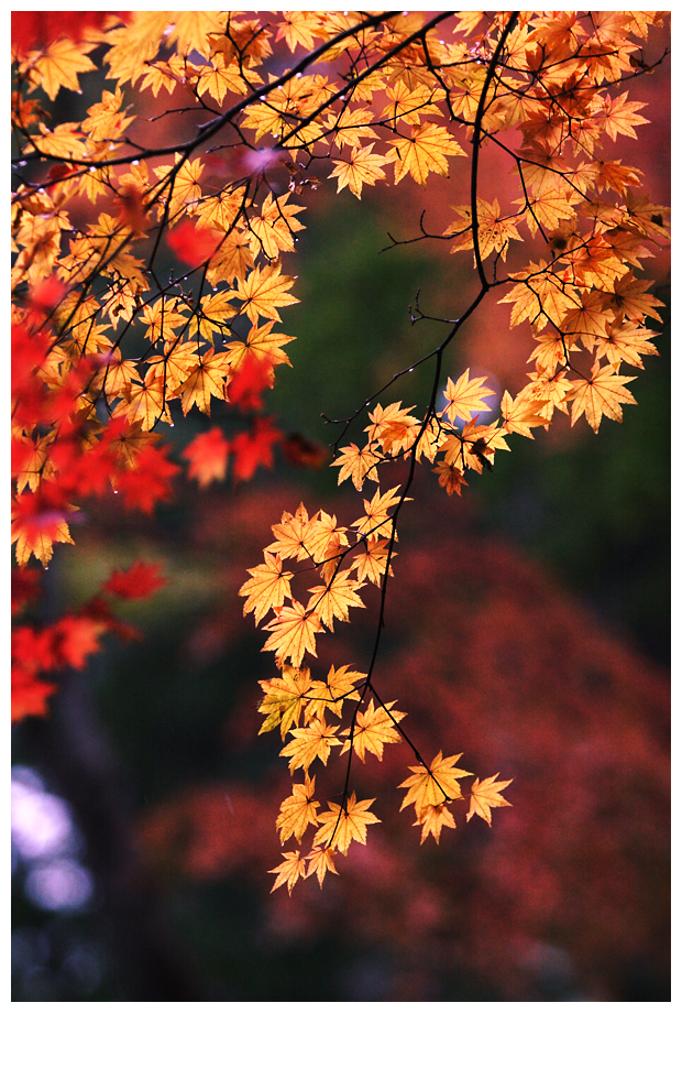 2005-11-03-red-leaf-karuizawa-02.jpg