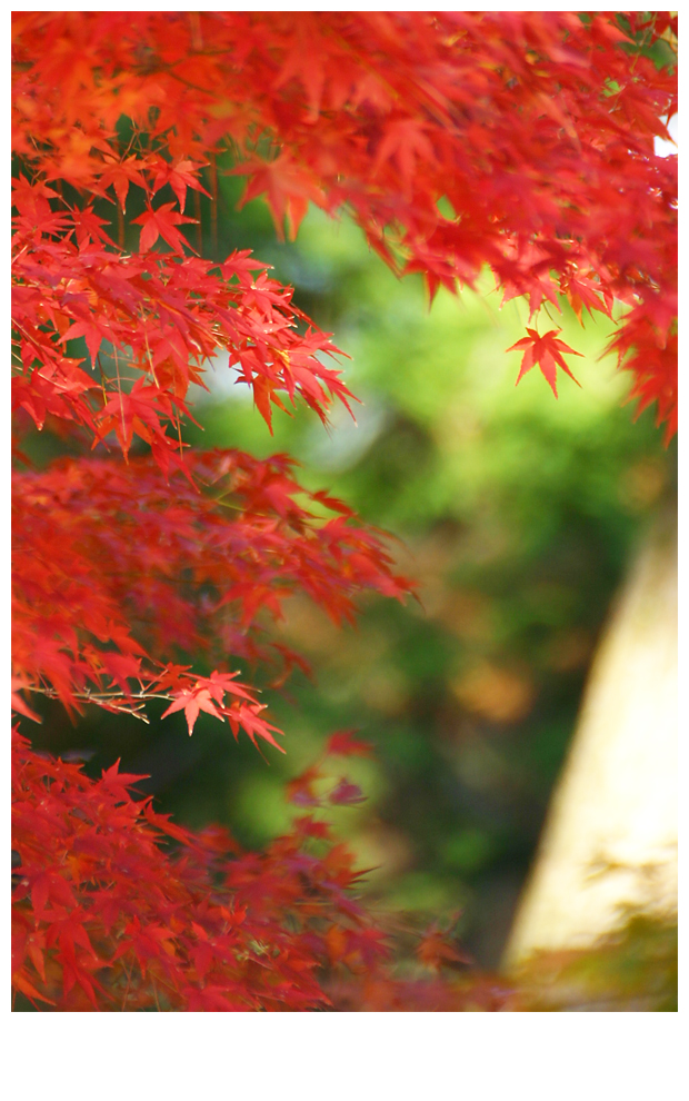 2005-11-03-red-leaf-karuizawa-01.jpg