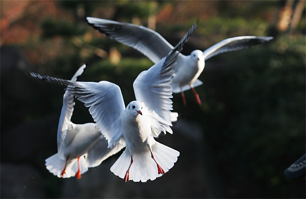 2007-12-15-seagull-07.jpg