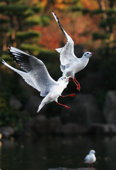 2007-12-15-seagull-09.jpg