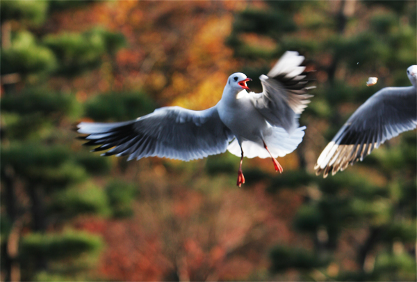 2007-12-15-seagull-05s.jpg