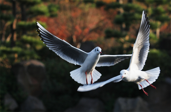 2007-12-15-seagull-08.jpg