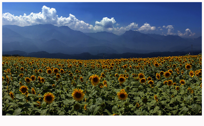 2006-08-06-sunflower-v4-2.jpg