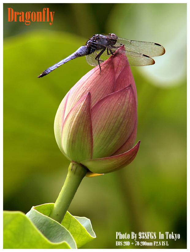 20050731-dragonfly-04-1.jpg