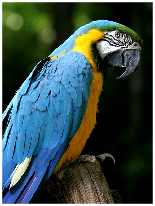 20050801-parrot-01-s.jpg