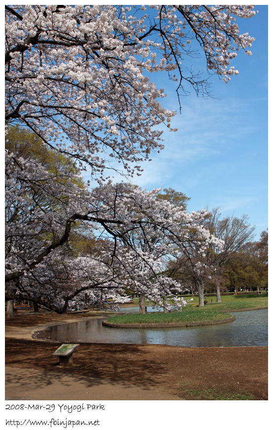 2008-3-29-yoyogi-sakura-01.jpg