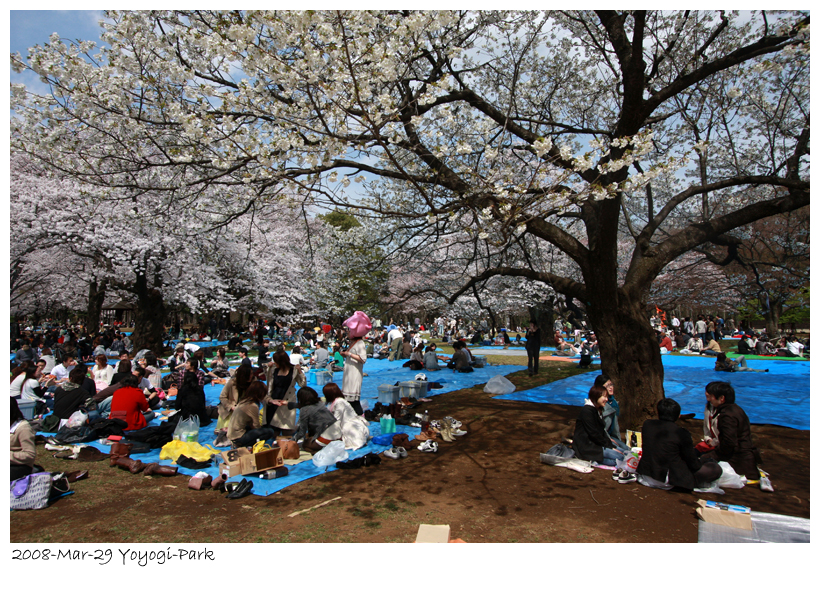 2008-3-29-yoyogi-sakura-07.jpg