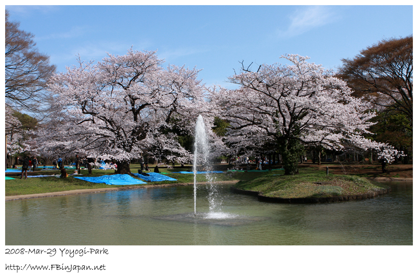 2008-3-29-yoyogi-sakura-03.jpg