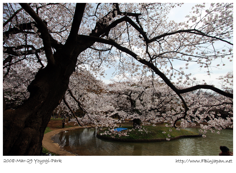 2008-3-29-yoyogi-sakura-06.jpg