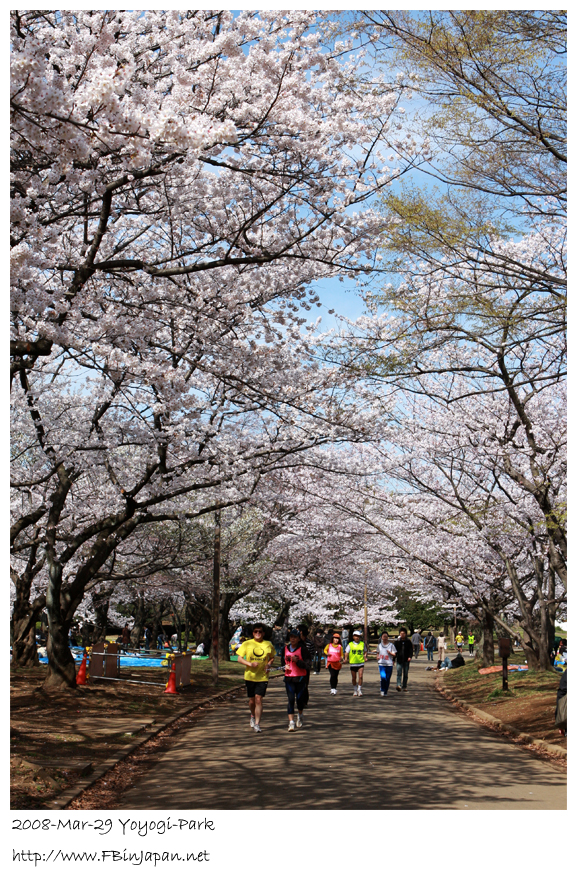 2008-3-29-yoyogi-sakura-04.jpg