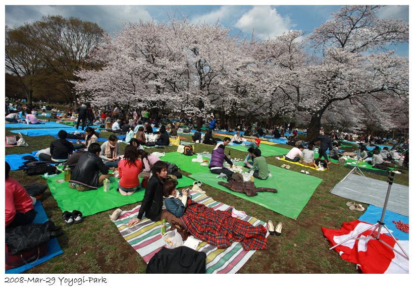 2008-3-29-yoyogi-sakura-08.jpg