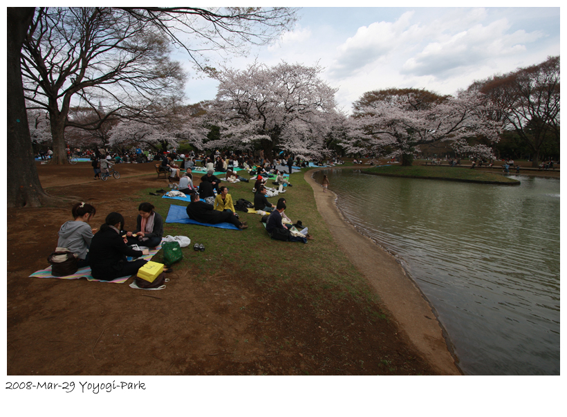 2008-3-29-yoyogi-sakura-10.jpg