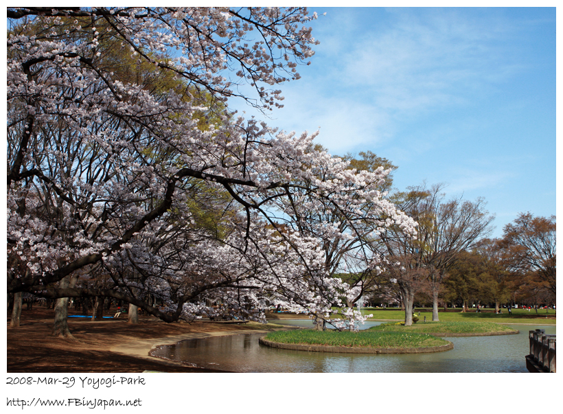 2008-3-29-yoyogi-sakura-02.jpg