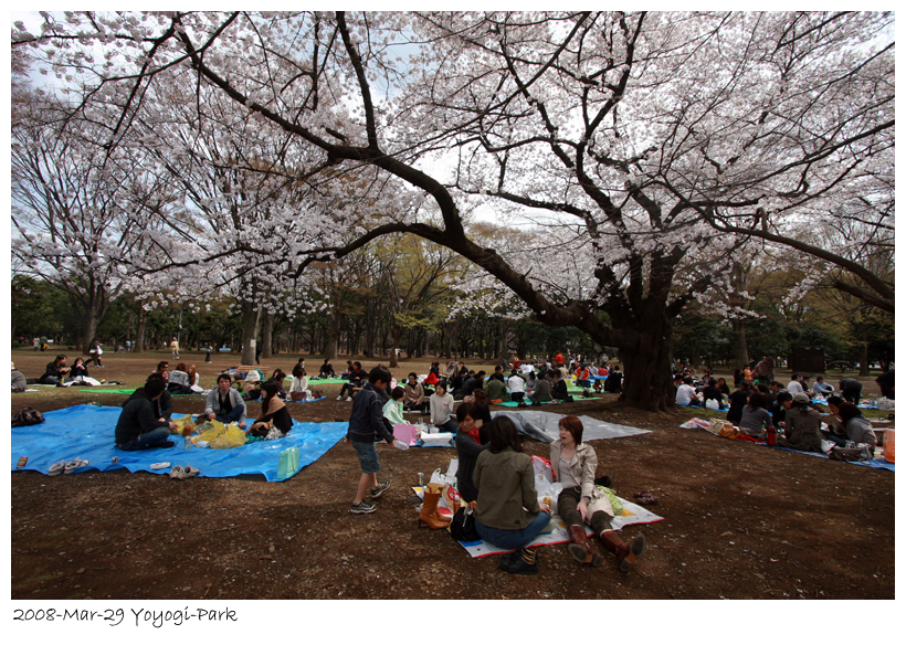 2008-3-29-yoyogi-sakura-09.jpg