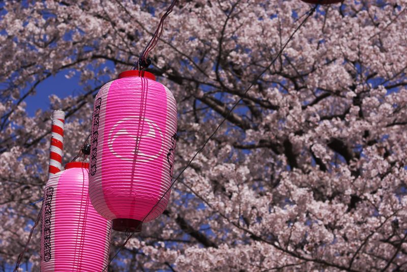 いよいよ桜祭りだ