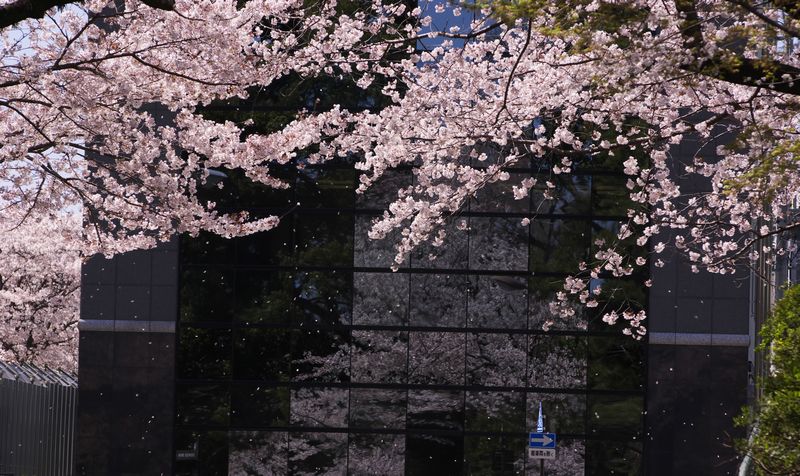 桜雪