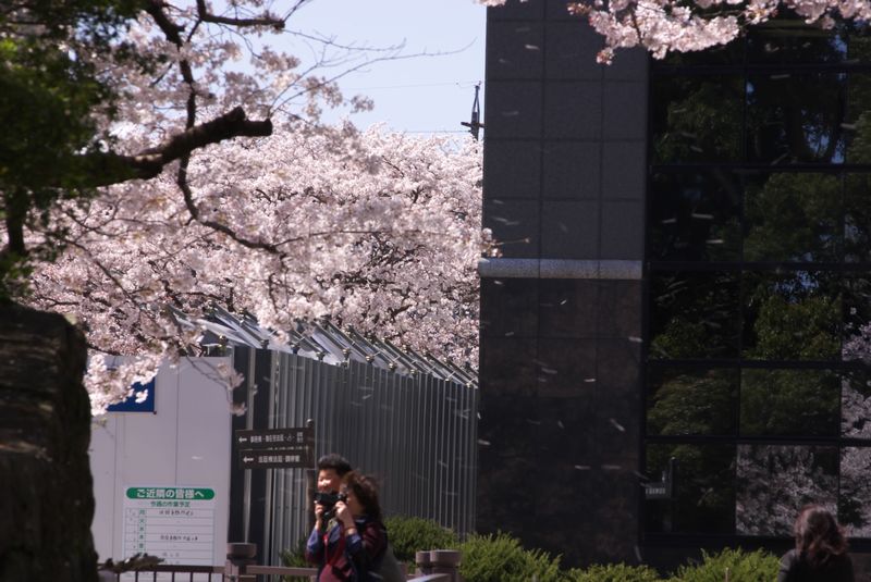 風が強くて、桜は舞ってる