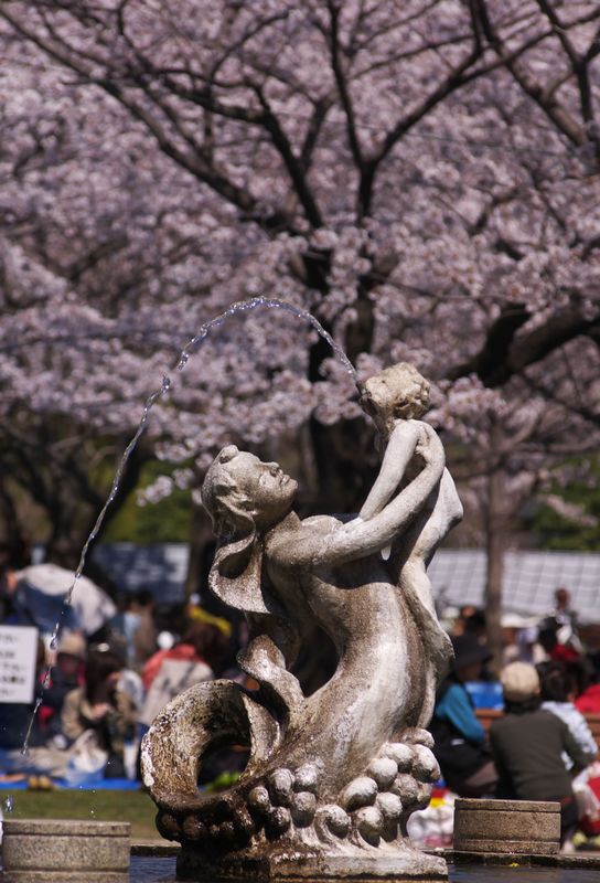 母の愛の桜