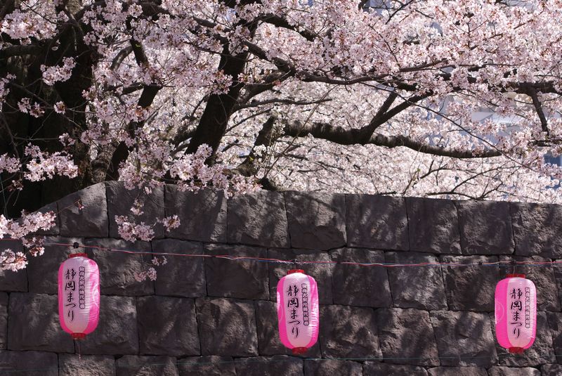 いよいよ桜祭りだ