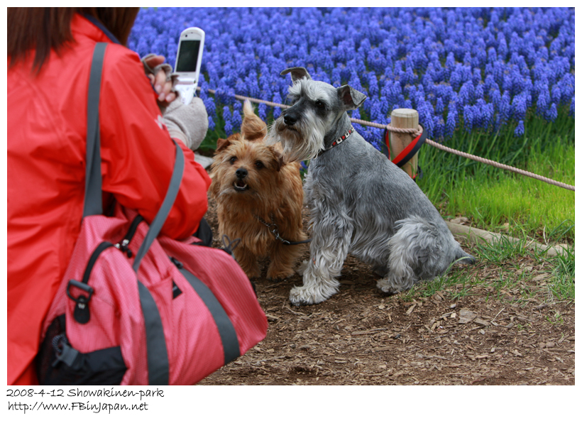 2008-4-12-dogs-04.jpg