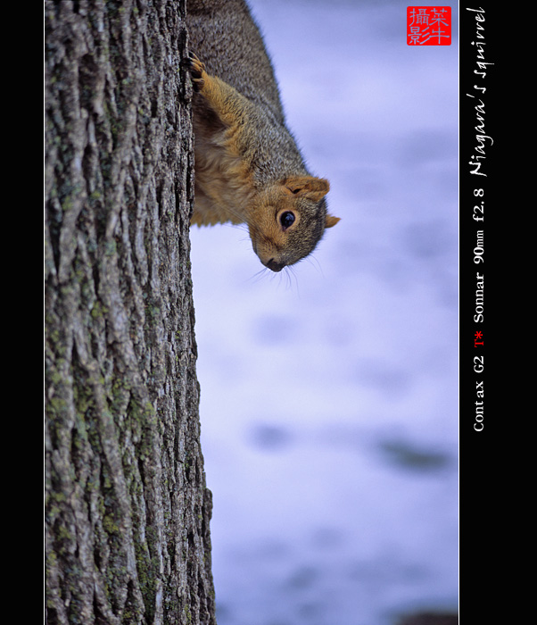 squirrel-2.jpg