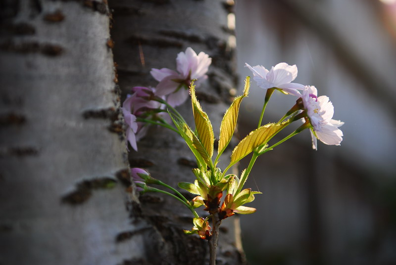 桃花开了