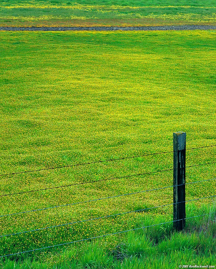 springtime mustard, napa valley.JPG