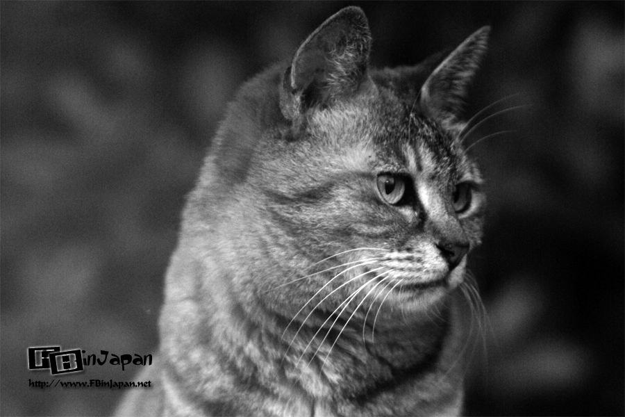 2008-06-10-cat-02.jpg