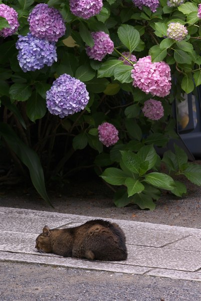 花下小寐