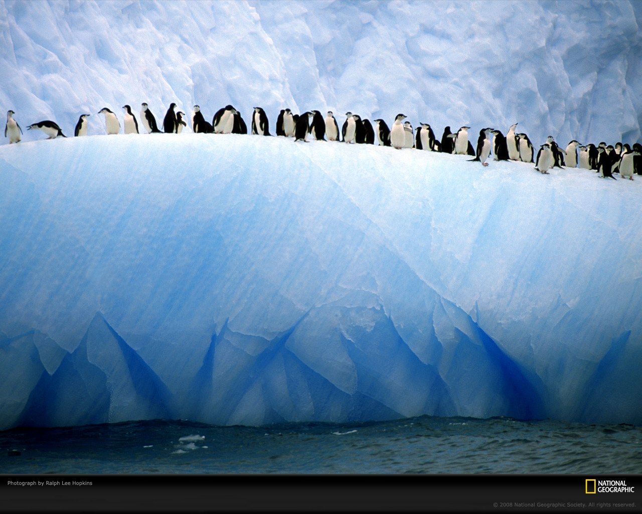 blue-penguins-hopkins-957090.jpg