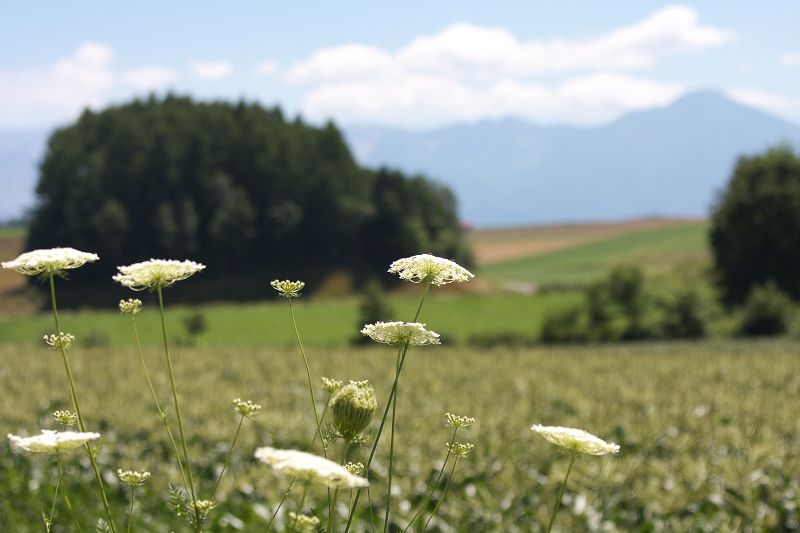 野草