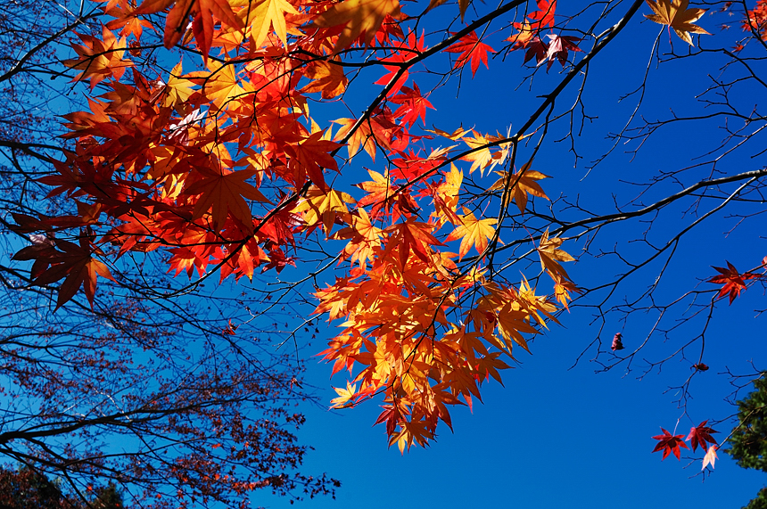 DSC_0040.jpg