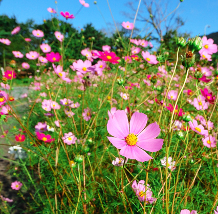 木西湖的格桑花，2006年9月24日摄