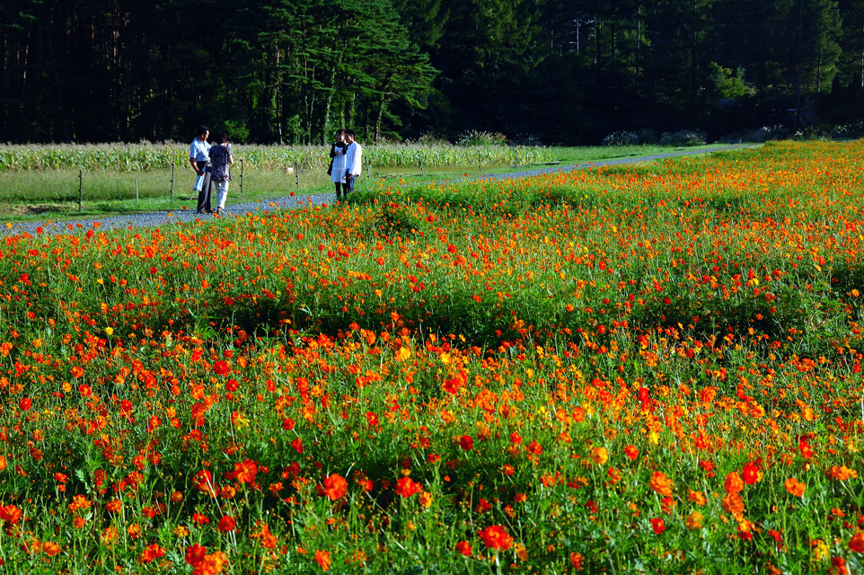 山中湖的花都公园，2007年9月17日摄