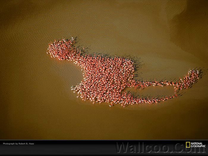 brown-flamingos-haas-1090018.jpg