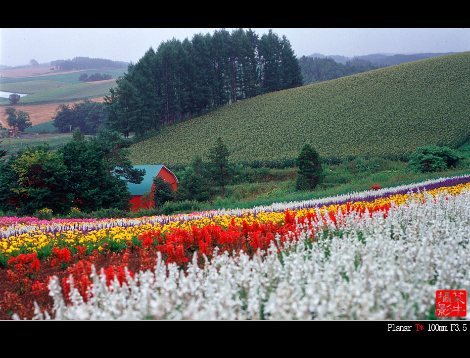 美瑛－富良野－22forweb.jpg