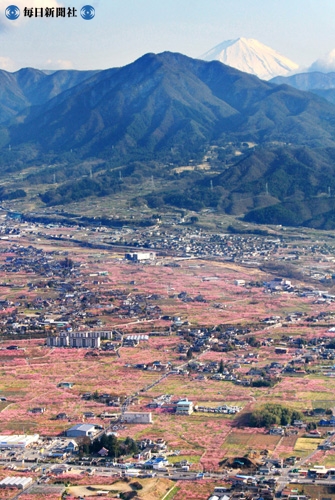 富士山の下、開花した桃のピンクに染まる山梨県笛吹市の街並み.jpg
