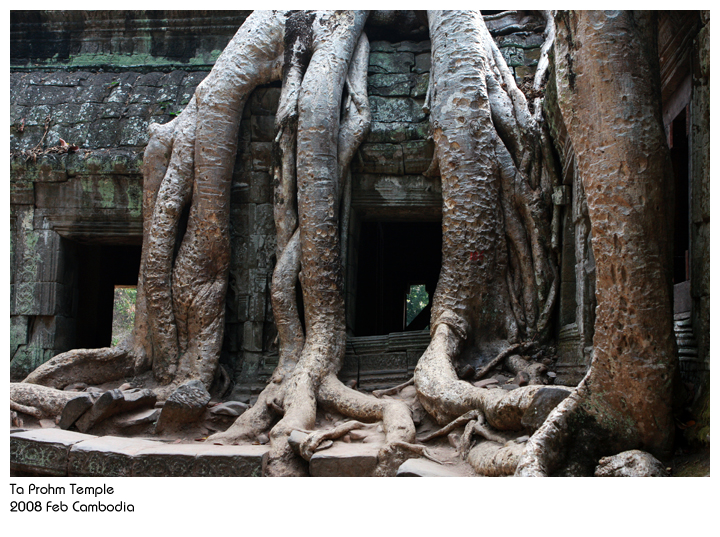 2008-cambodia-ta-prohm-01s.jpg