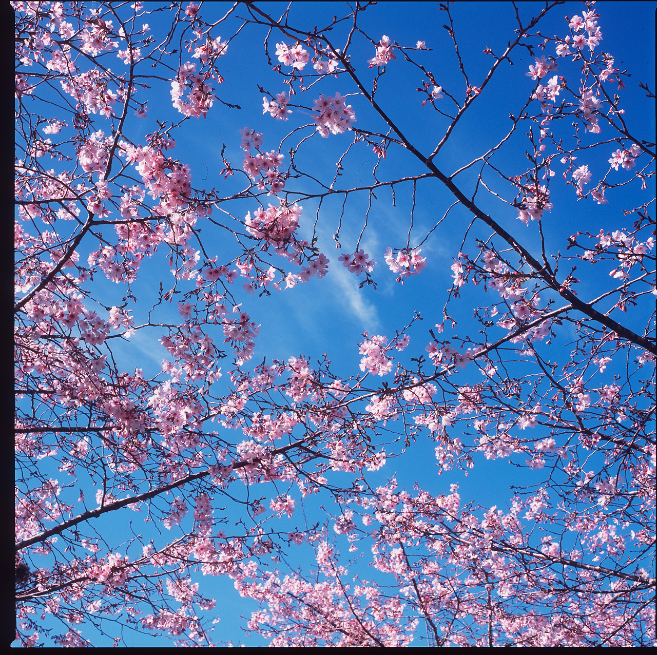 sakura.jpg