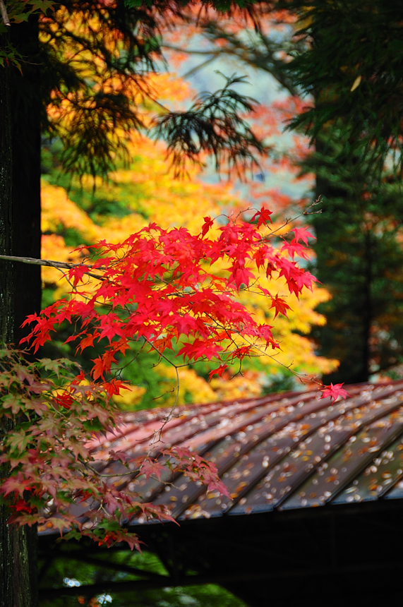DSC_0060.jpg