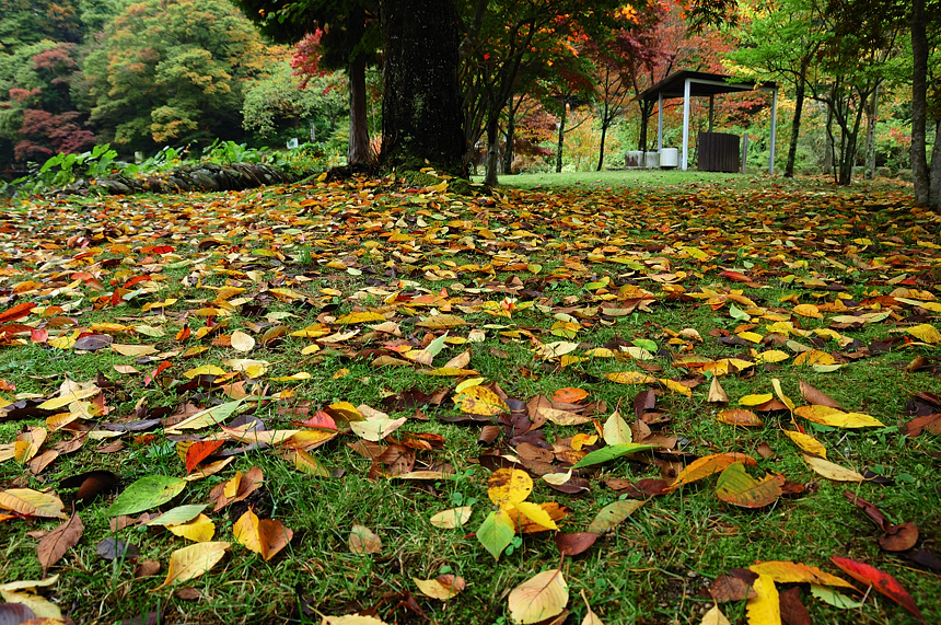 DSC_0089.jpg