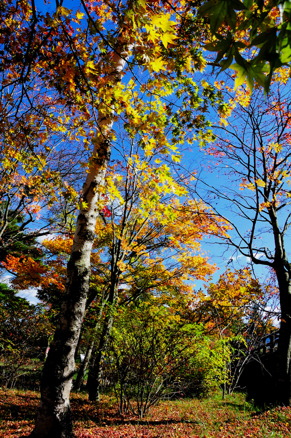 DSC_0236.jpg